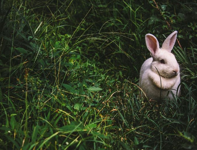 Dream about white rabbit : 16 Main Meanings Explained