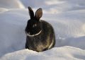 Dream about black rabbits : 15 Main Meanings Explained