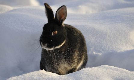 Dream about black rabbits : 15 Main Meanings Explained