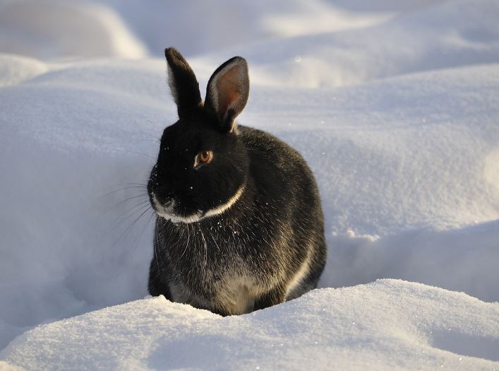 Dream about black rabbits : 15 Main Meanings Explained