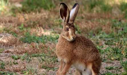 Dream about a big rabbit : 14 Main Meanings Explained