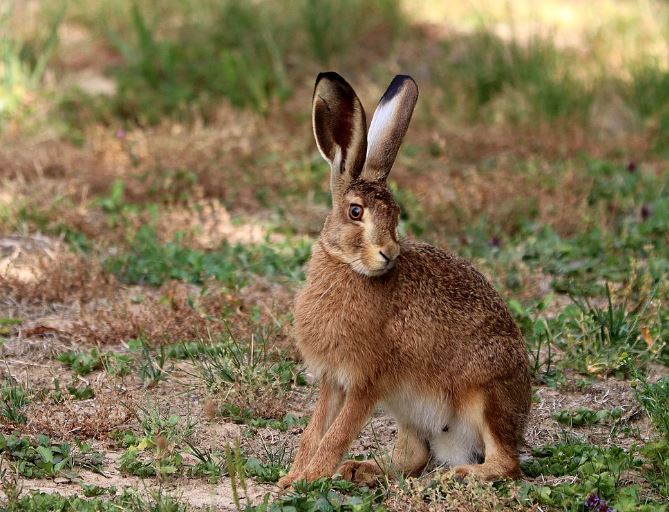 Dream about a big rabbit : 14 Main Meanings Explained