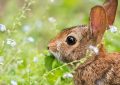 Dream about catching a rabbit : 16 Main Meanings Explained