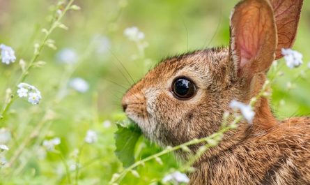 Dream about catching a rabbit : 16 Main Meanings Explained