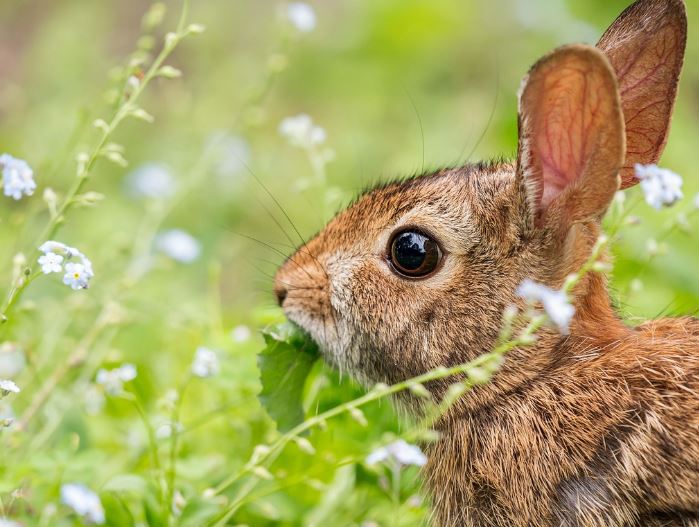 Dream about catching a rabbit : 16 Main Meanings Explained