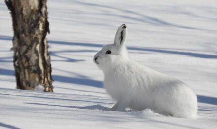Dream about baby rabbits : 17 Main Meanings Explained