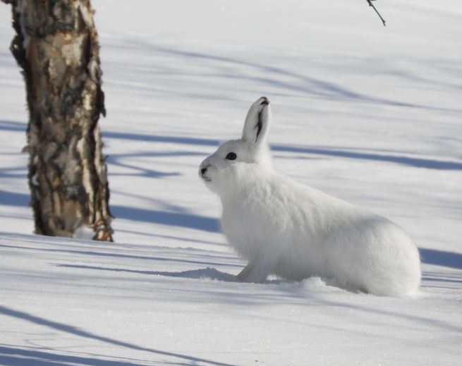 Dream about baby rabbits : 17 Main Meanings Explained