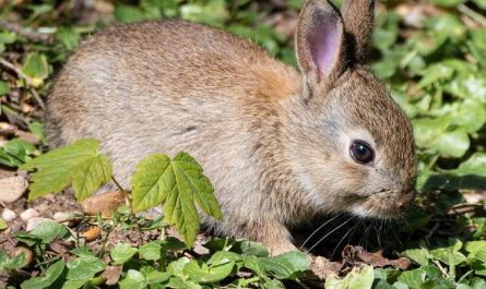 Dream about rabbits : 20 Main Meanings Explained