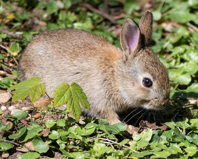 Dream about rabbits : 20 Main Meanings Explained