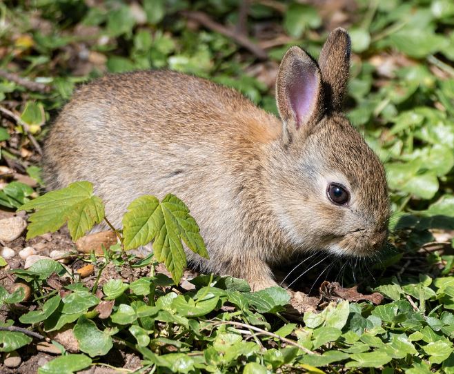 Dream about rabbits : 20 Main Meanings Explained