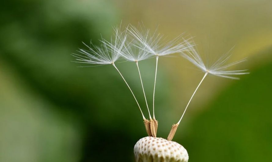 Dream about seeds : 17 Main Meanings Explained