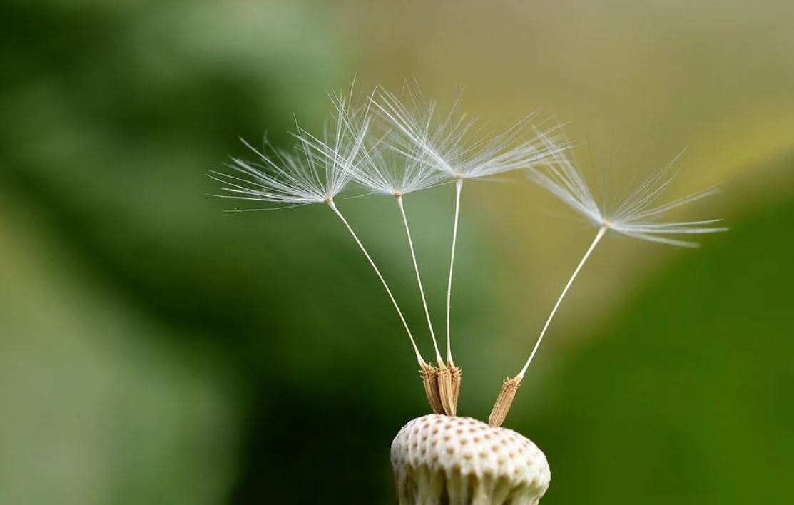 Dream about seeds : 17 Main Meanings Explained