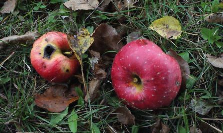 Dream about food spoiling : 14 Main Meanings Explained