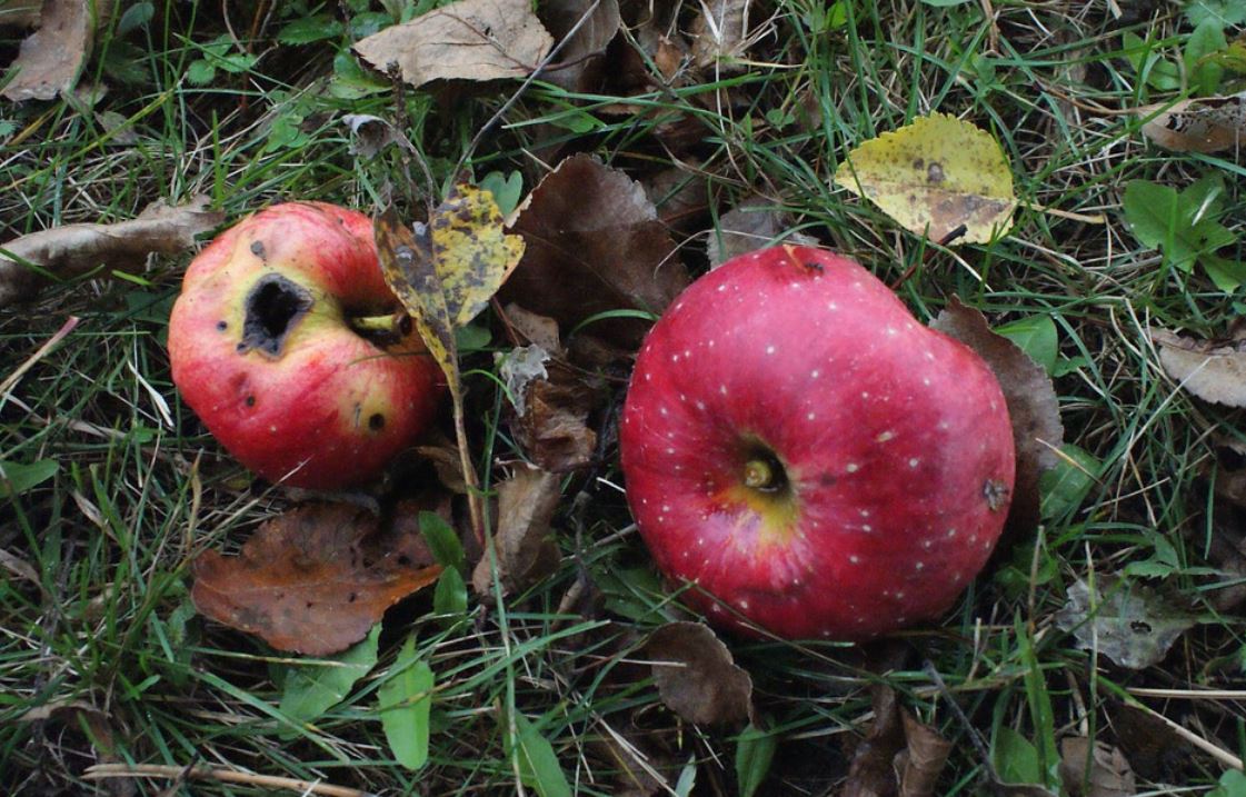 Dream about food spoiling : 14 Main Meanings Explained