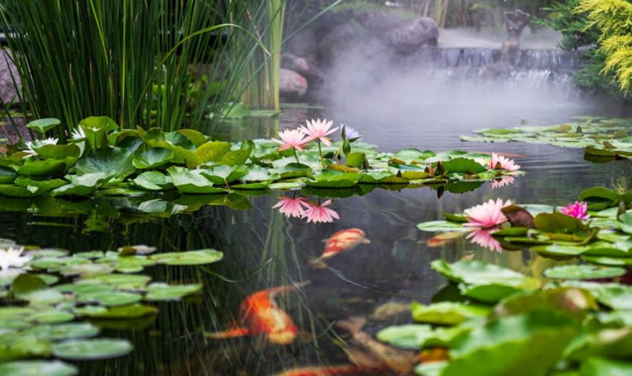 Dream about ponds: 6 meanings and symbols