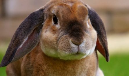 Dreaming of many rabbits: 9 meanings and symbols