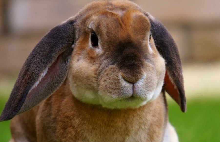 Dreaming of many rabbits: 9 meanings and symbols