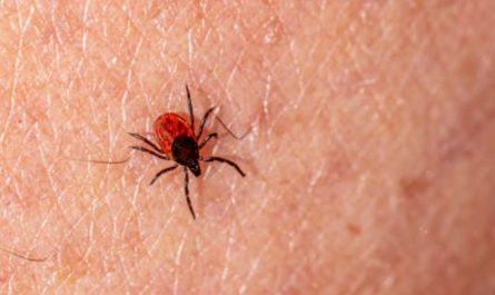 Dream about flattening a tick: 5 meanings and symbols