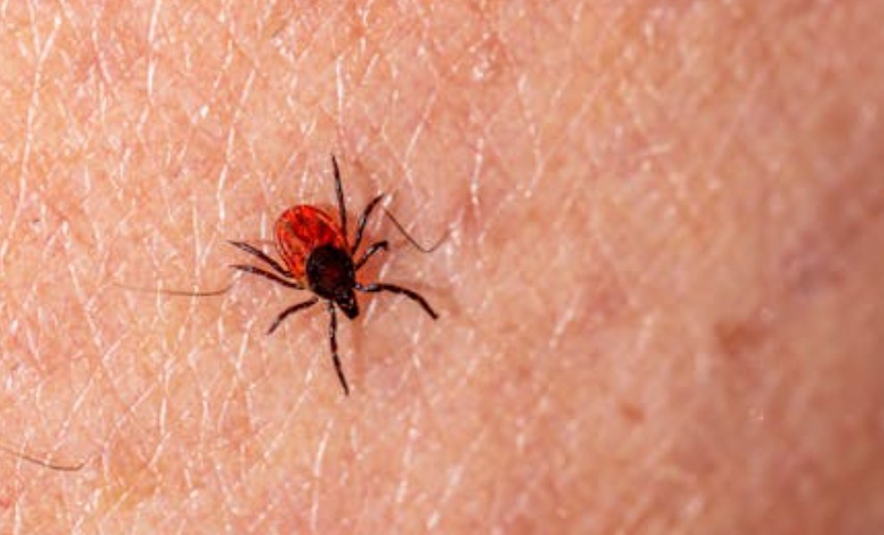 Dream about flattening a tick: 5 meanings and symbols