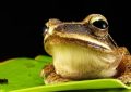 Dreaming of a large frog: 6 meanings and symbols