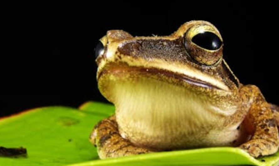 Dreaming of a large frog: 6 meanings and symbols