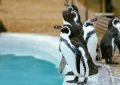 Dream of penguins in an aquarium : 6 meanings and symbols