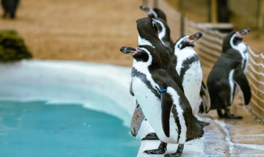 Dream of penguins in an aquarium : 6 meanings and symbols