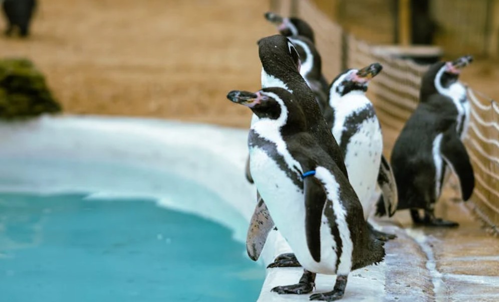 Dream of penguins in an aquarium : 6 meanings and symbols