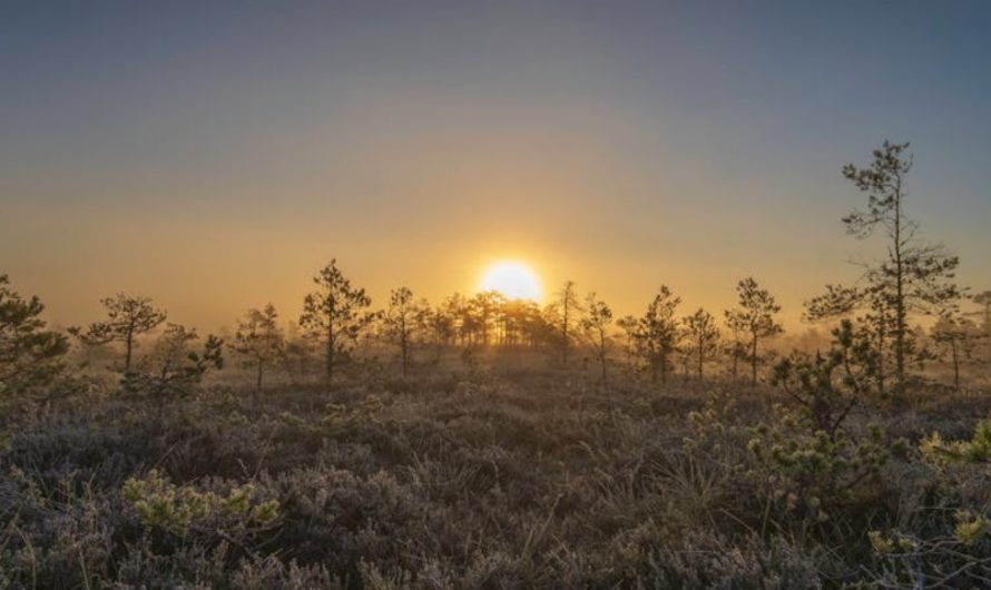 Dreaming of Night to Early Morning: 6 Meanings and Symbols