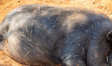 Dream of Porcupine Needle Piercing: 6 Meanings and Symbols