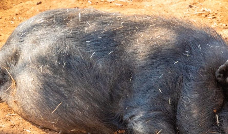 Dream of Porcupine Needle Piercing: 6 Meanings and Symbols