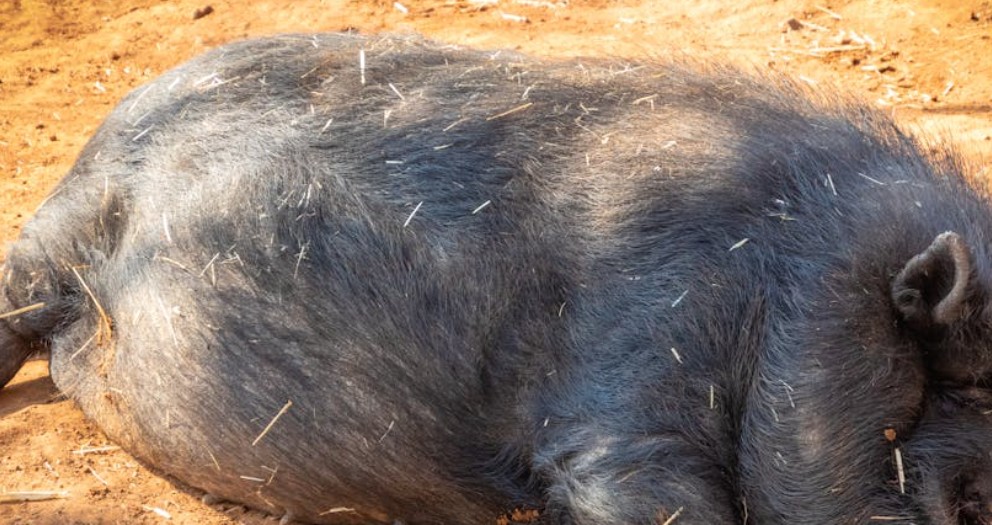 Dream of Porcupine Needle Piercing: 6 Meanings and Symbols