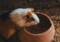 Dreaming of guinea pigs: 9 meanings and symbols