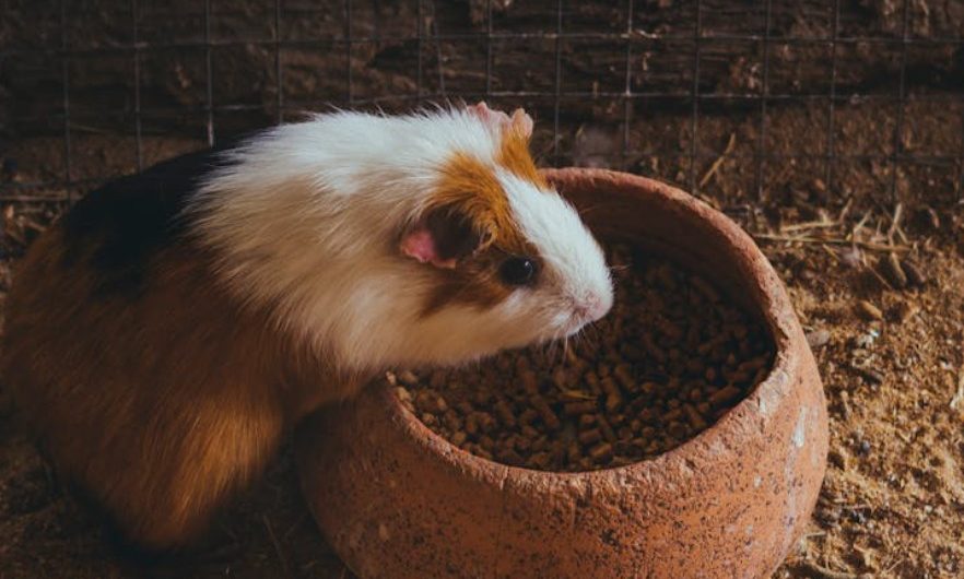 Dreaming of guinea pigs: 9 meanings and symbols