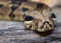 Dream about being chased by a python: 6 meanings and symbols