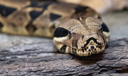 Dream about being chased by a python: 6 meanings and symbols