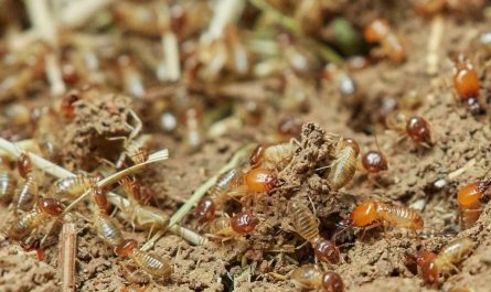 Dreaming of Termites : 21 meanings and symbols