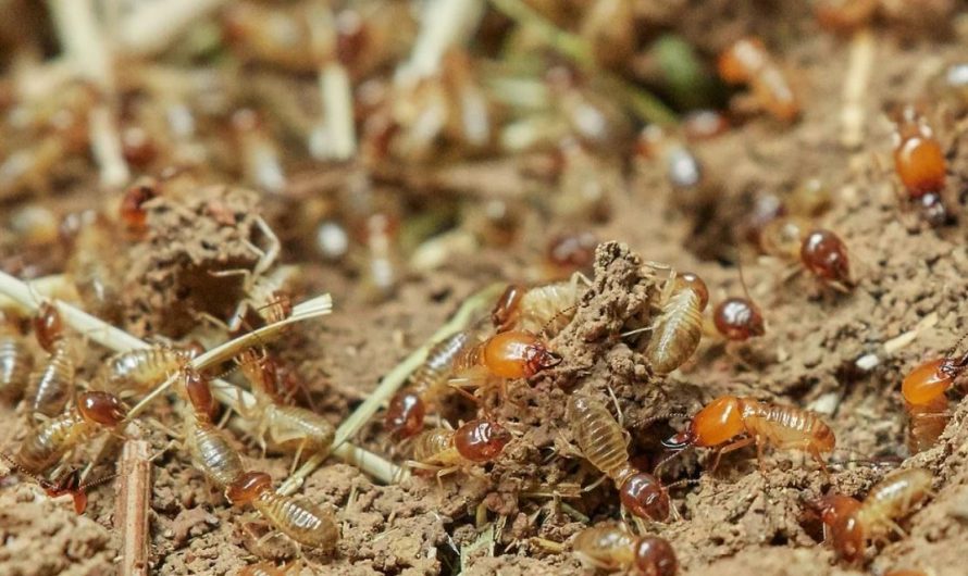 Dreaming of Termites : 21 meanings and symbols