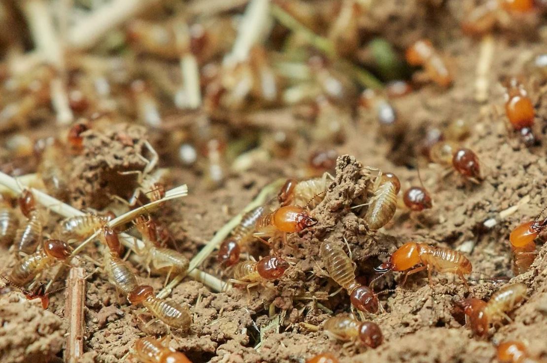 Dreaming of Termites : 21 meanings and symbols