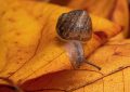 Dreaming of Snails : 13 meanings and symbols