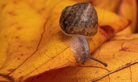 Dreaming of Snails : 13 meanings and symbols