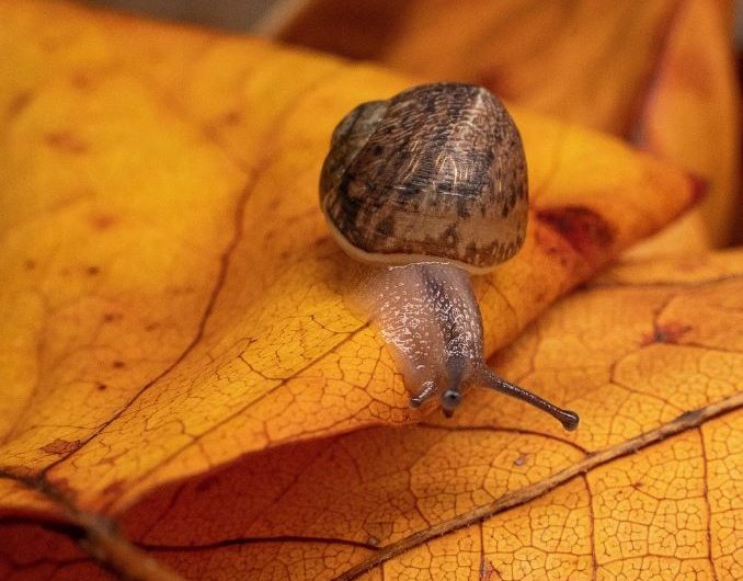 Dreaming of Snails : 13 meanings and symbols