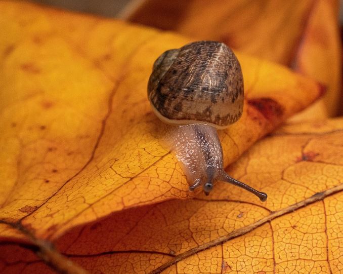 Dreaming of Snails : 13 meanings and symbols