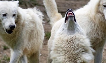 Dreaming of Wolves : 13 meanings and symbols