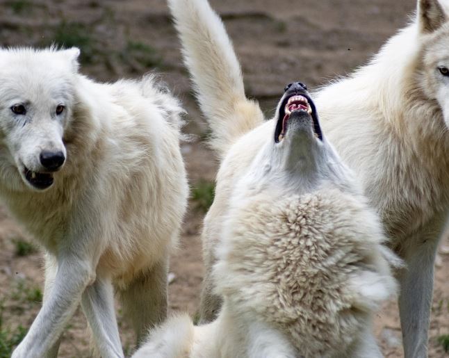 Dreaming of Wolves : 13 meanings and symbols