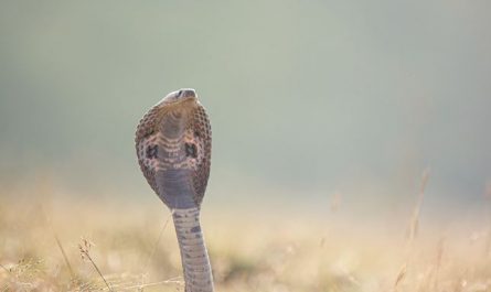Dreaming of a Snake Head : 9 meanings and symbols