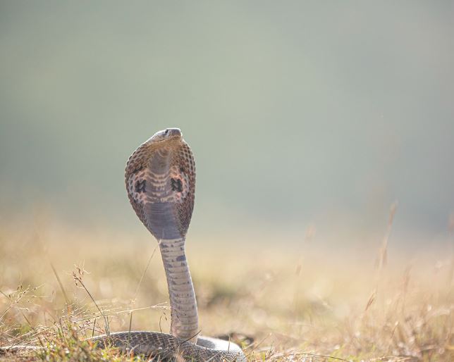 Dreaming of a Snake Head : 9 meanings and symbols