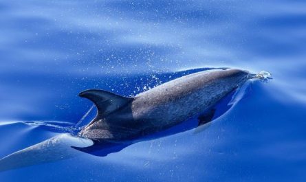 Dreaming of Dolphins : 13 meanings and symbols
