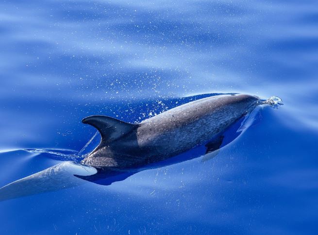 Dreaming of Dolphins : 13 meanings and symbols