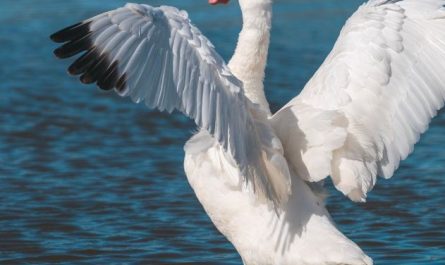 Dreaming of Swans : 9 meanings and symbols